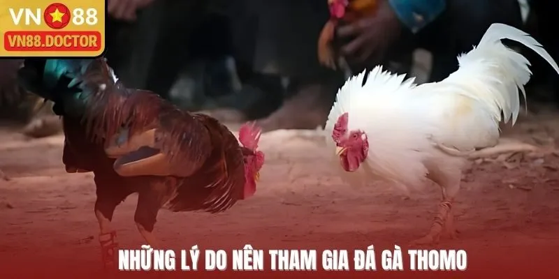 Những lý do nên tham gia đá gà Thomo