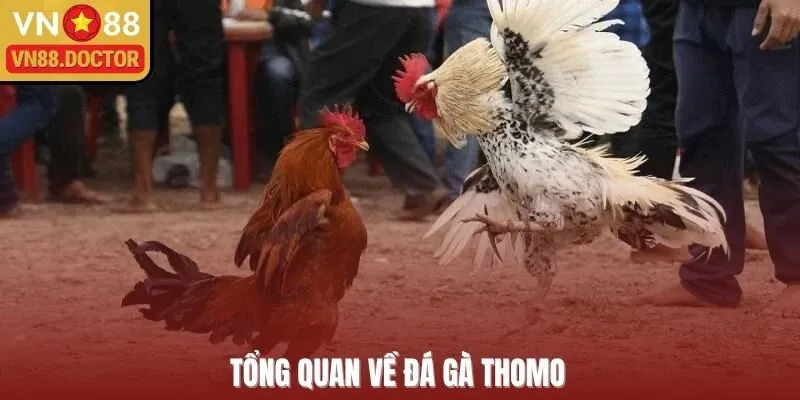 Tổng quan về đá gà Thomo